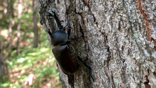 立派なカブトムシがいました