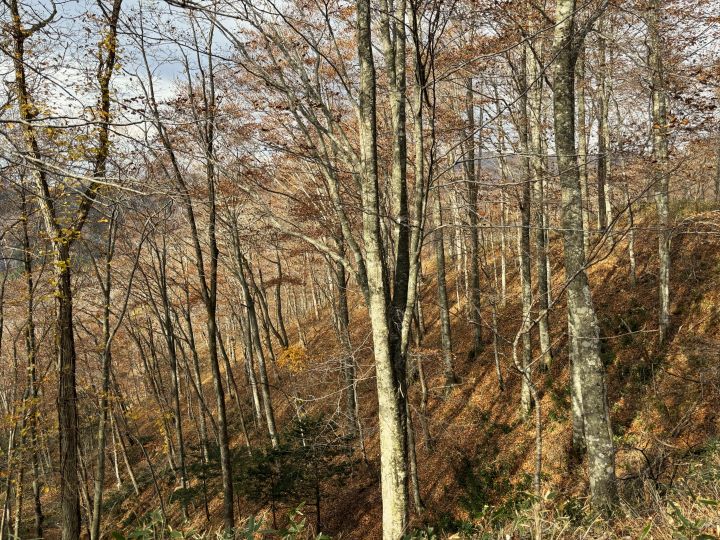札幌管轄山林_葉が落ちた後はとても見通しが良くなります　山口