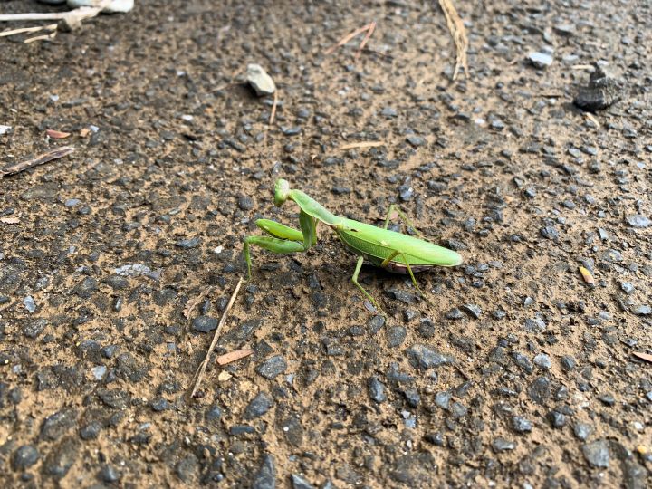 本州管轄山林_ハラビロカマキリ。秋はカマキリの季節、のようです。
