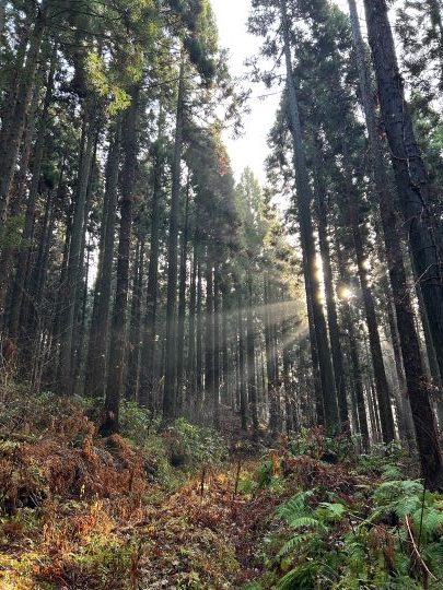 札幌管轄山林_朝の木漏れ日