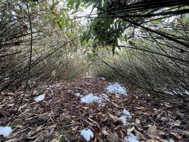 札幌管轄山林_ササのトンネル