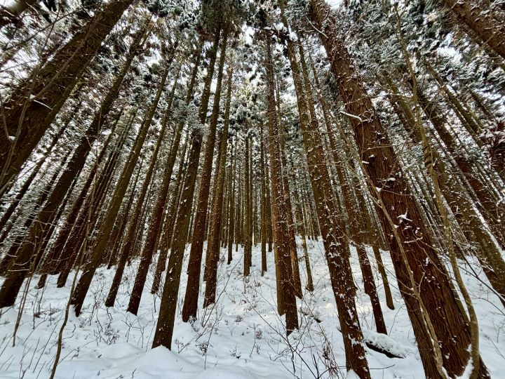 札幌管轄山林_スギがびっしり