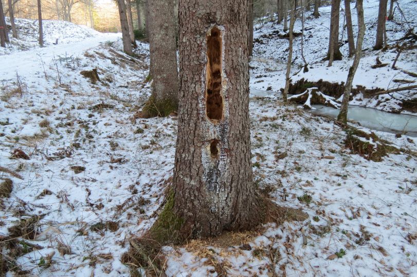 帯広管轄山林_クマゲラの特大採餌痕
