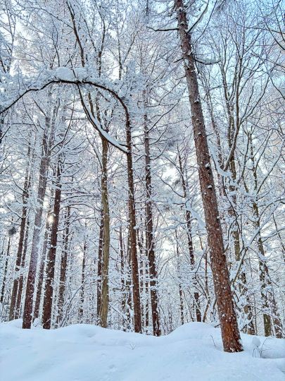 札幌管轄山林_雪を纏うカラマツ