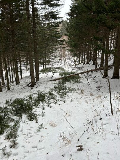 札幌管轄山林_作業道上にトドマツ更新