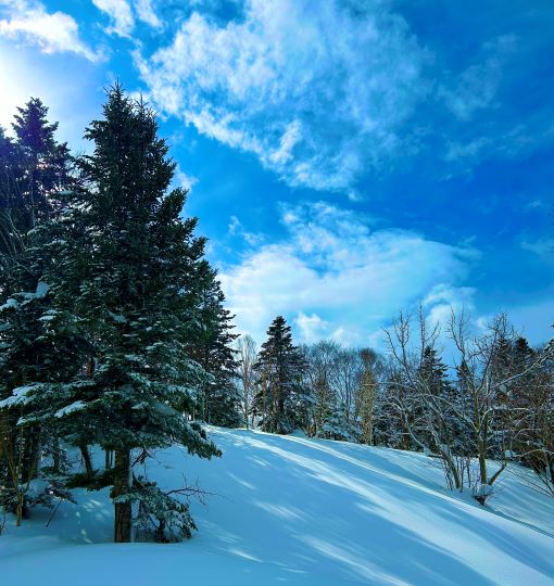 札幌管轄山林_2月も終わりますがまだまだ雪深いです