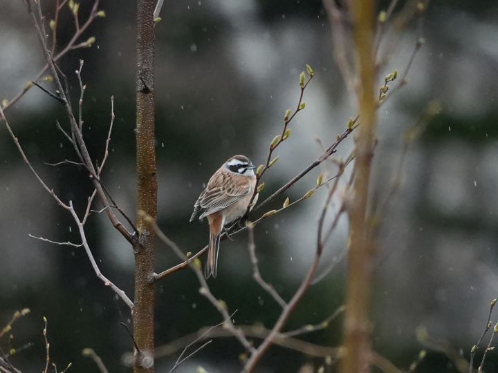札幌管轄山林_雨の中のホオジロ