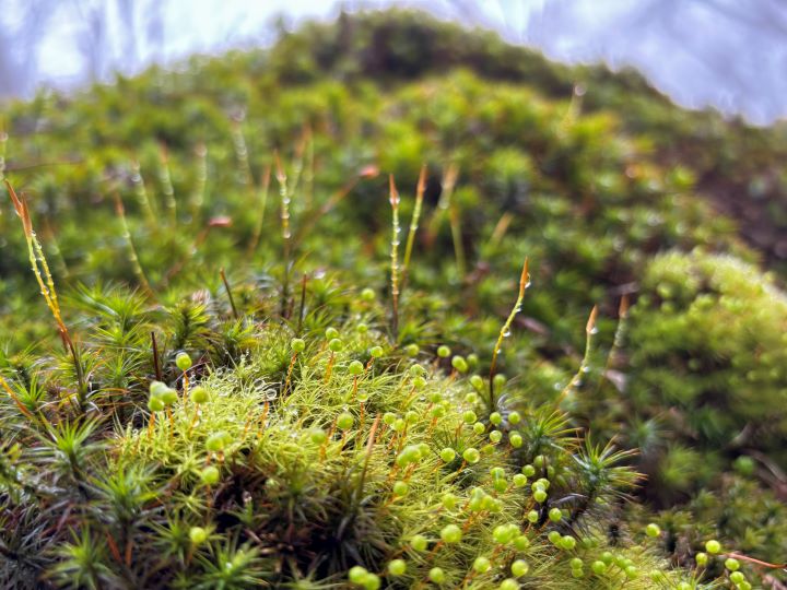 札幌管轄山林_雨の日はコケが生き生きとしています