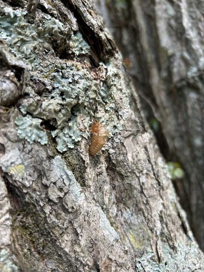 札幌管轄山林_セミの抜け殻