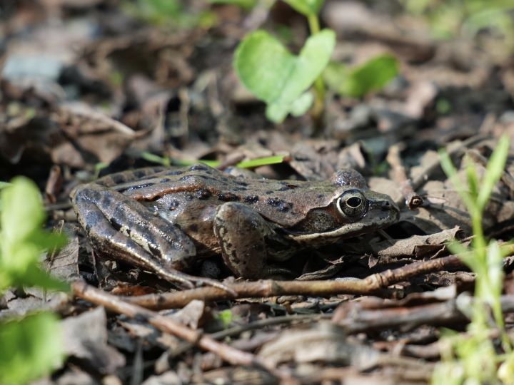 札幌管轄山林_枯葉と見紛うエゾアカガエル