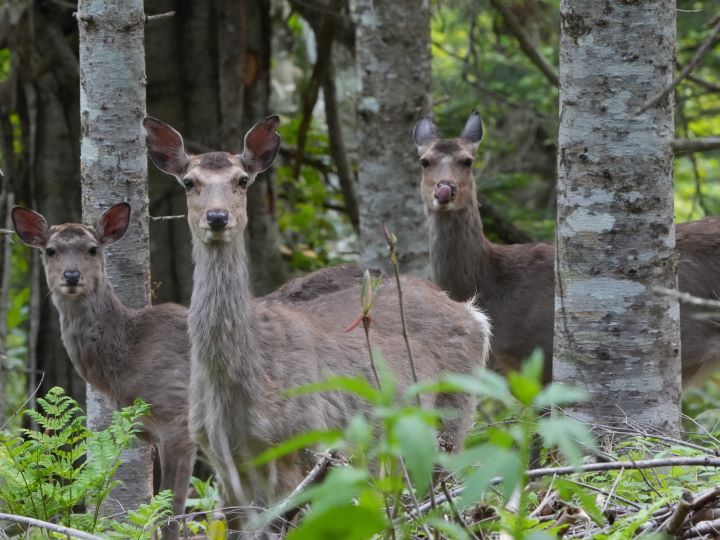 札幌管轄山林_エゾシカ一家
