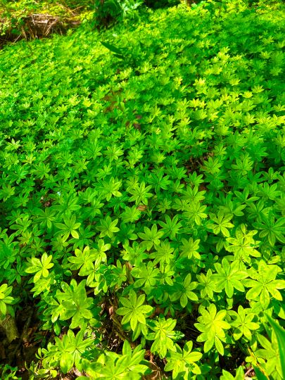 札幌管轄山林_クルマバソウ群生