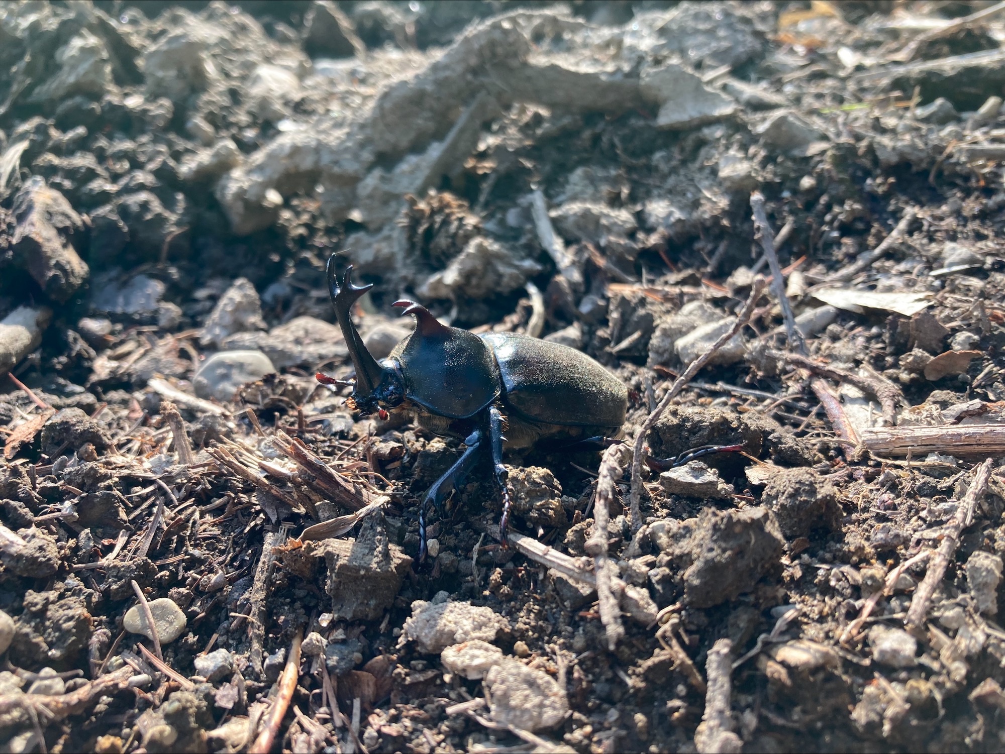 甲虫の王様カブトムシ