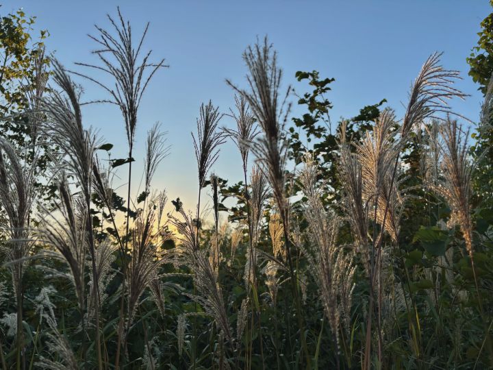 夕暮れどきのススキ