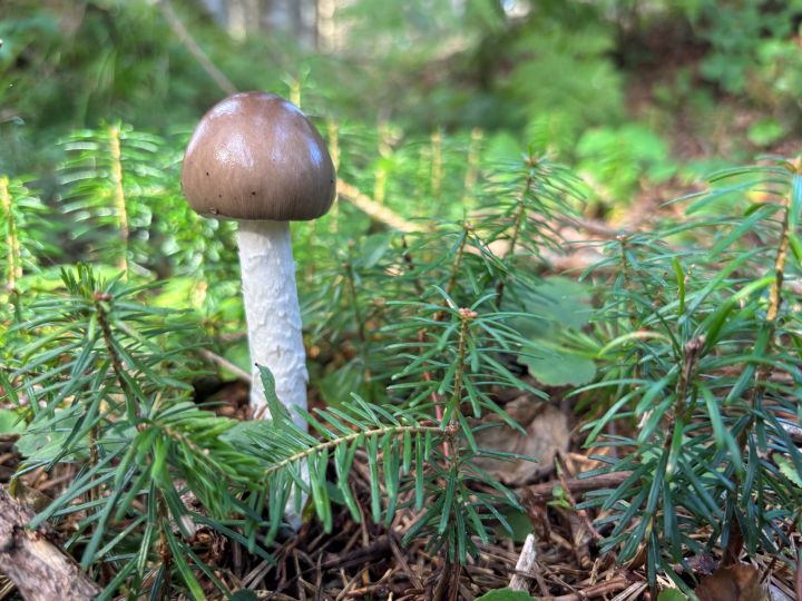 トドマツ稚樹とミヤマタマゴタケ