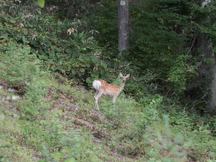 カラマツは食べないでね