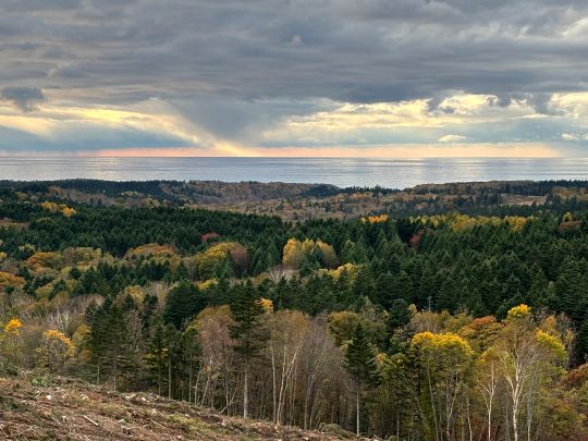 皆伐跡地から望む日本海