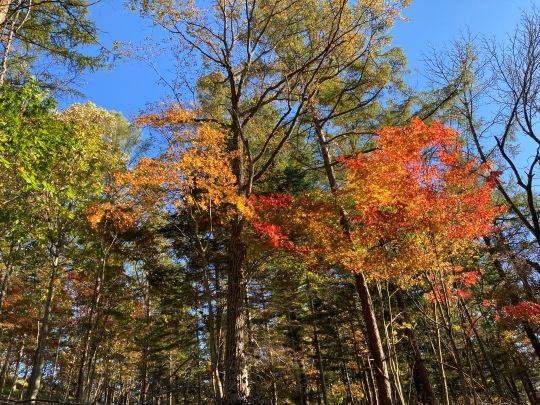 真っ赤なモミジ！