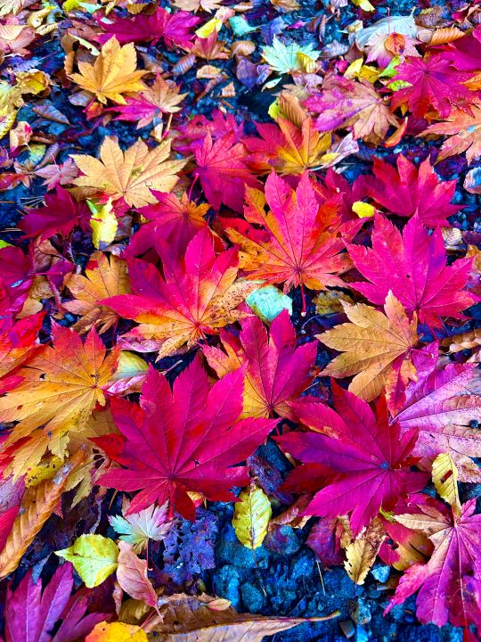 名月楓の落ち葉