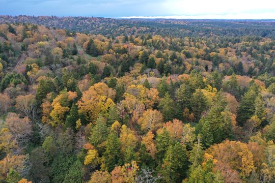 晩秋の針広混交林