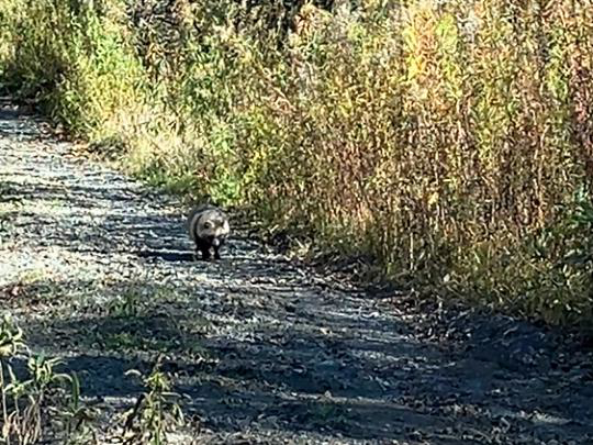 とことこタヌキ