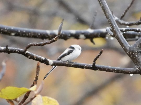 どこか物憂げなシマエナガ