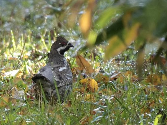 朝露とエゾライチョウ