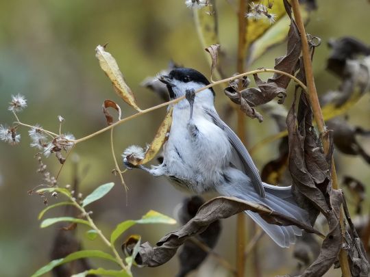種を咥えたハシブトガラ