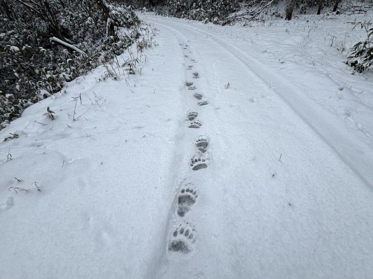 ヒグマの足跡