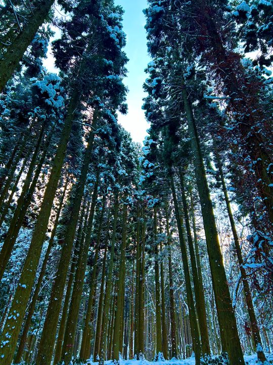 厳冬期のスギ林