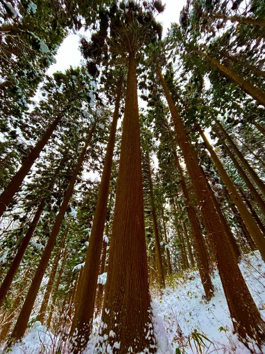 立派なスギ