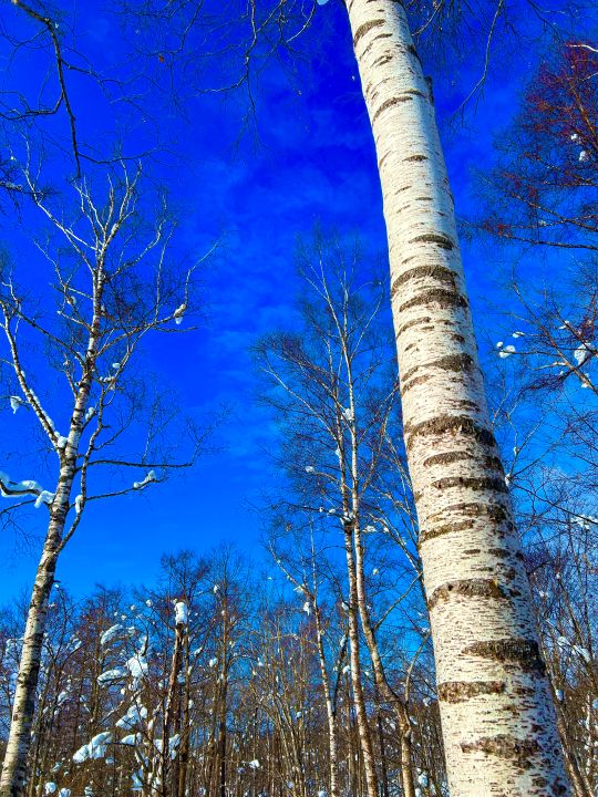 青空に映えるシラカバ