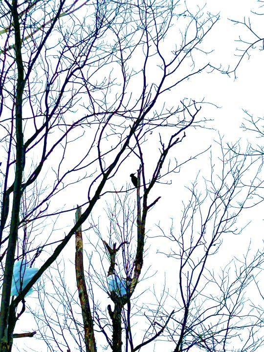 クマゲラのシルエット