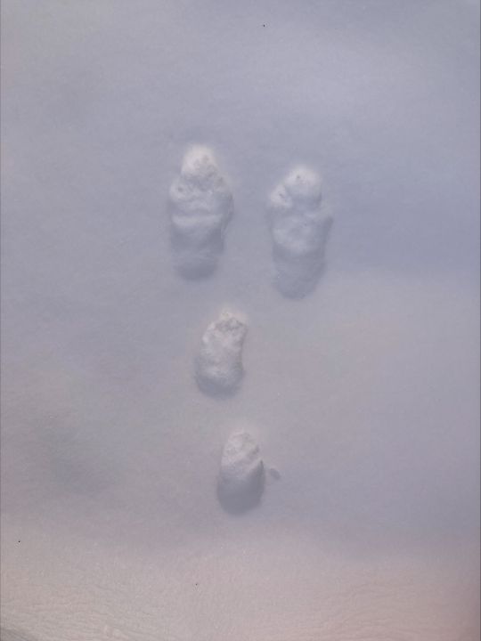 ケンケンパッ(エゾユキウサギ足跡)