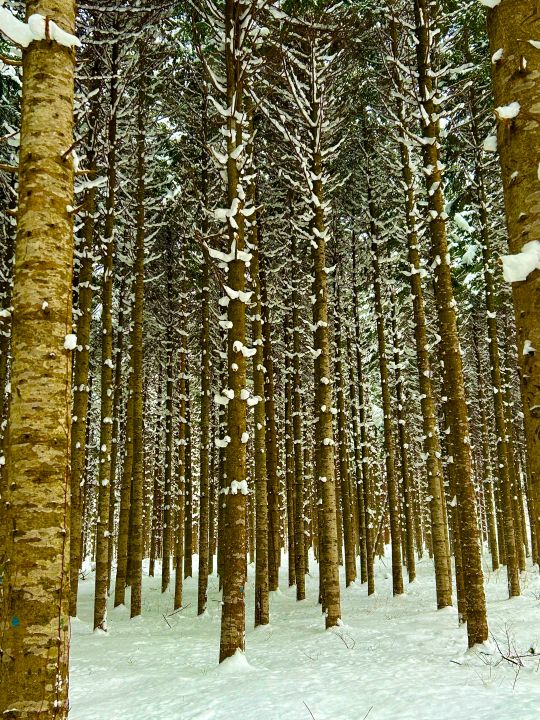 整然と立ち並ぶトドマツ