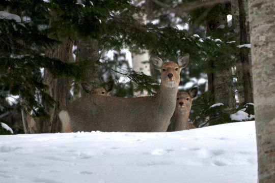 エゾシカファミリー