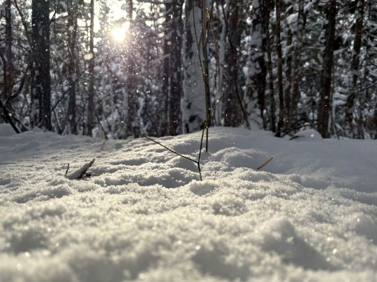 小雪降る林床