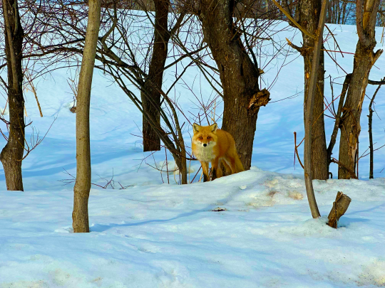 キタキツネ