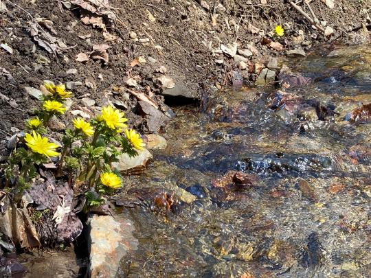 春の訪れをつげる花　福寿草