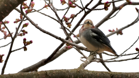 サクラの開花を待つコムクドリ