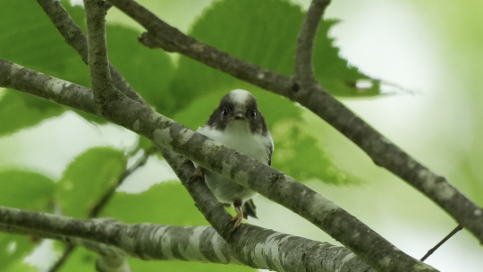 シマエナガ幼鳥（１）