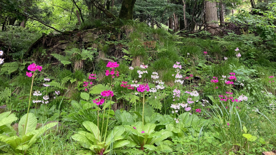水沢上のお花