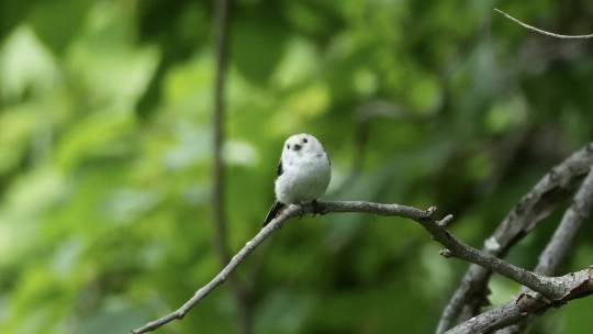 夏でもかわいいシマエナガ