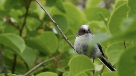 シマエナガ幼鳥（３）