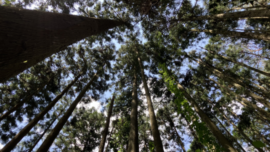 樹冠が詰まってきてます