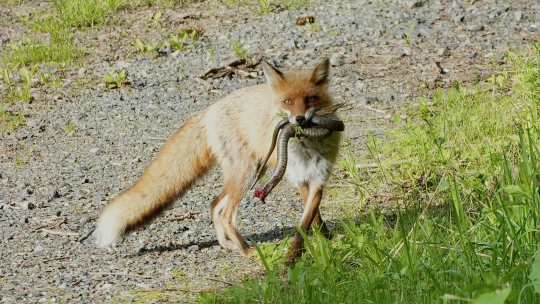 食物連鎖