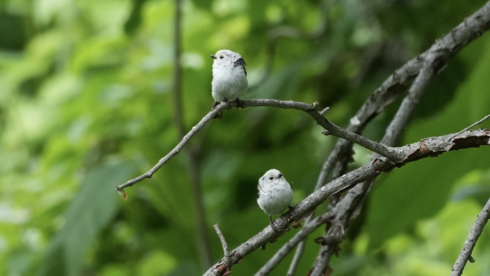 周囲を警戒するシマエナガ親鳥