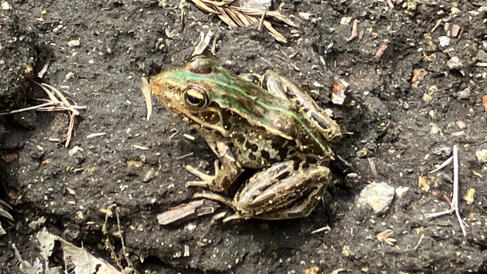 トノサマガエル